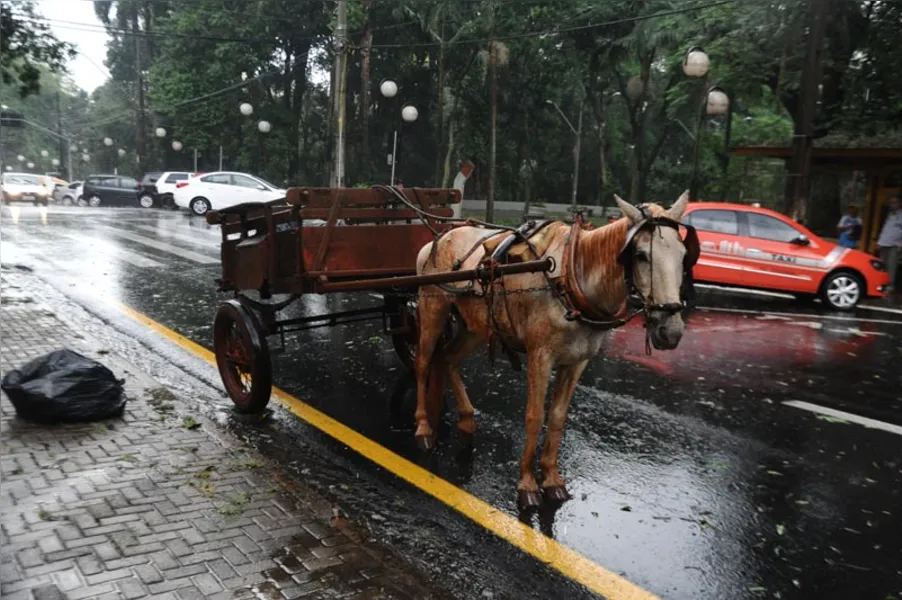 Tempestade provoca estragos em Londrina