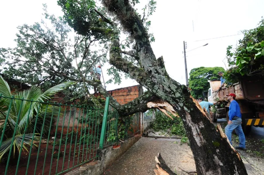 Vento derruba árvores e causa estragos