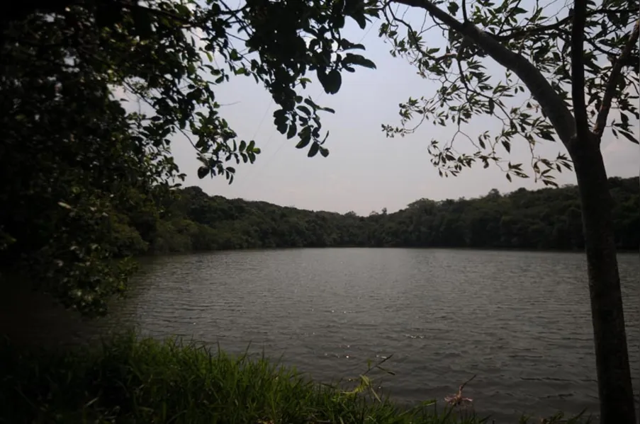 EDUCAÇÃO AMBIENTAL - História vista de dentro da mata