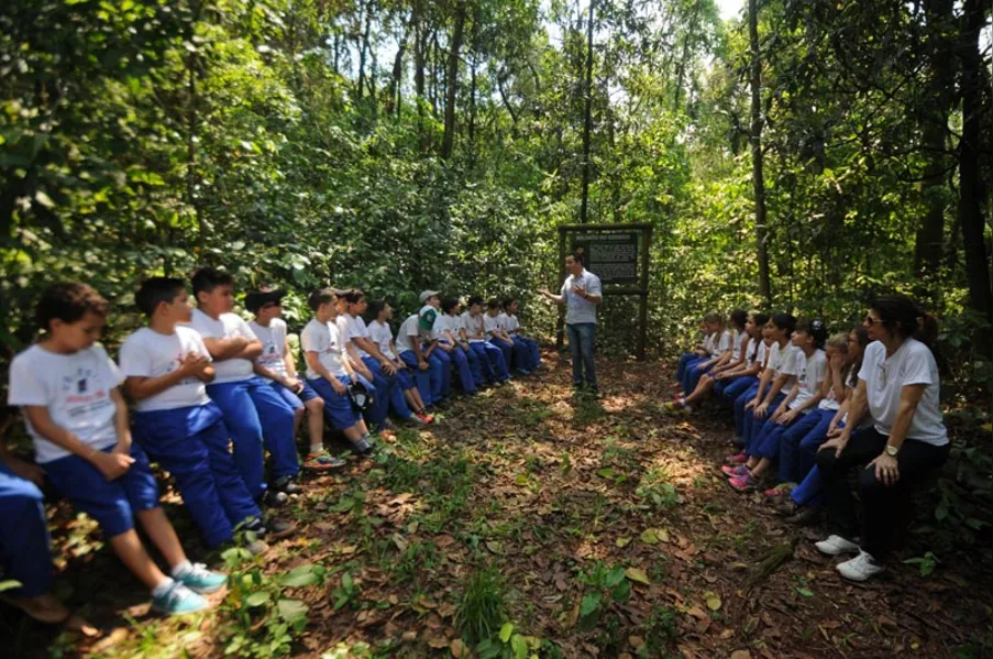 EDUCAÇÃO AMBIENTAL - História vista de dentro da mata