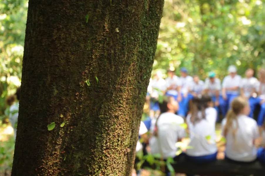 EDUCAÇÃO AMBIENTAL - História vista de dentro da mata