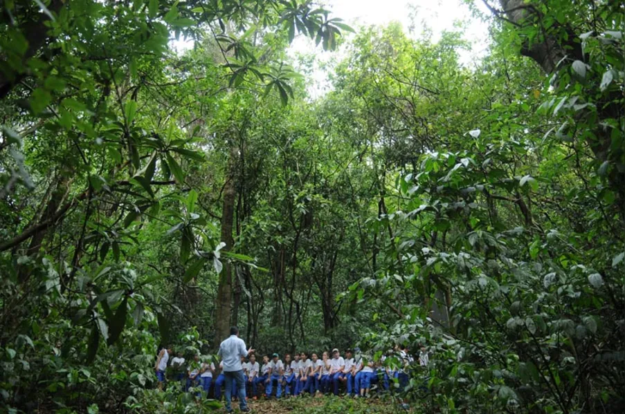 EDUCAÇÃO AMBIENTAL - História vista de dentro da mata