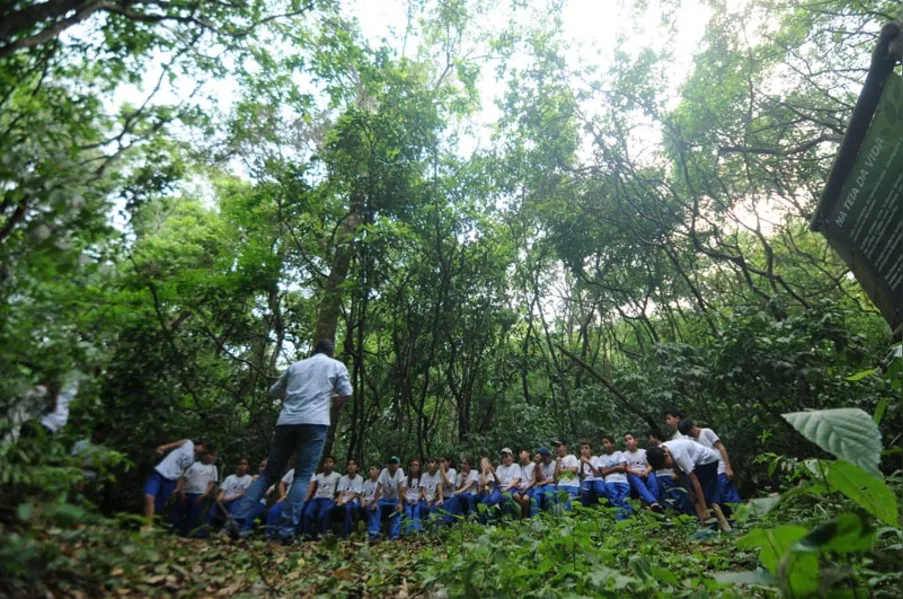 EDUCAÇÃO AMBIENTAL - História vista de dentro da mata