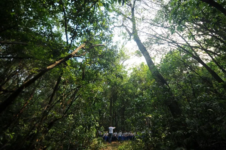 EDUCAÇÃO AMBIENTAL - História vista de dentro da mata