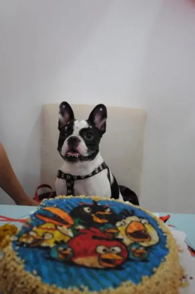 Espaço PET - Aniversário bom pra cachorro!