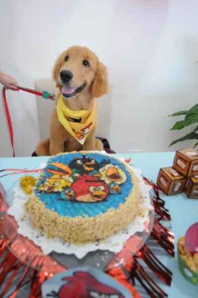 Espaço PET - Aniversário bom pra cachorro!