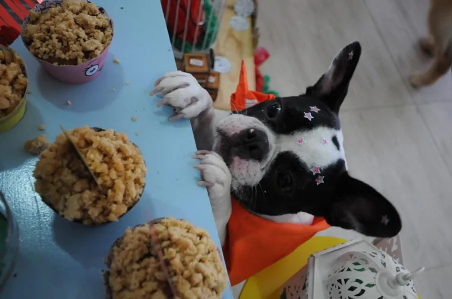 Espaço PET - Aniversário bom pra cachorro!