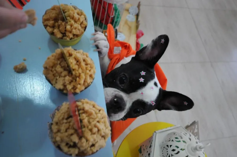 Espaço PET - Aniversário bom pra cachorro!