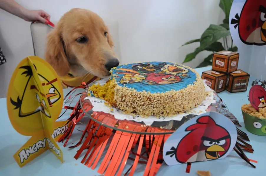 Espaço PET - Aniversário bom pra cachorro!