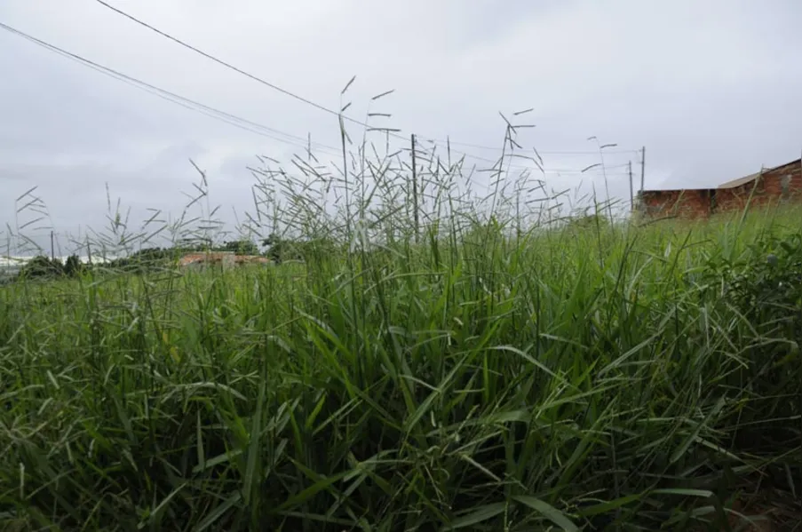 Vizinhos do mato alto