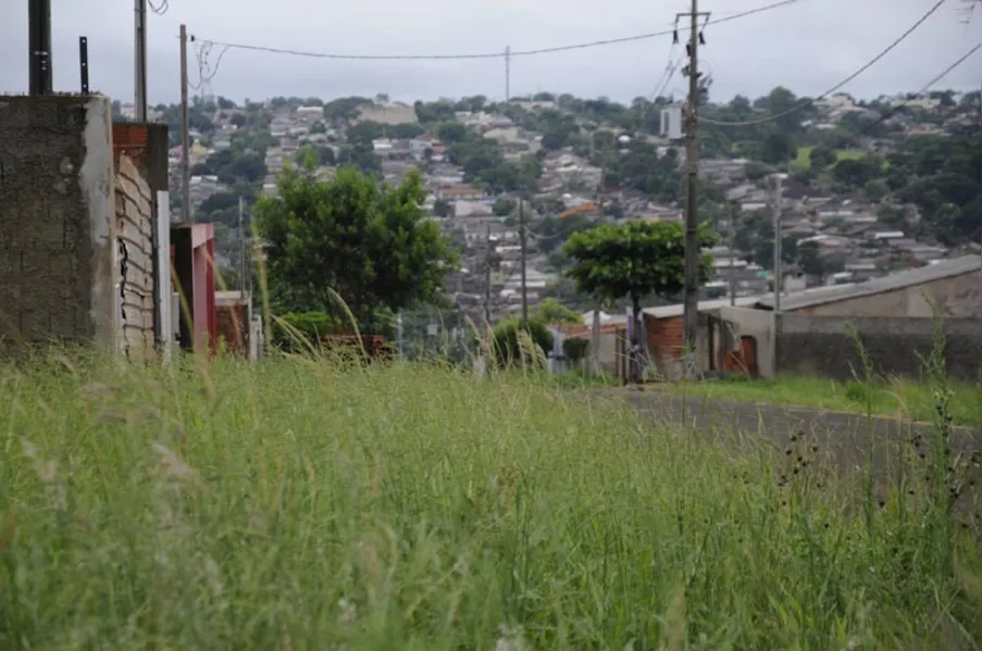 Vizinhos do mato alto