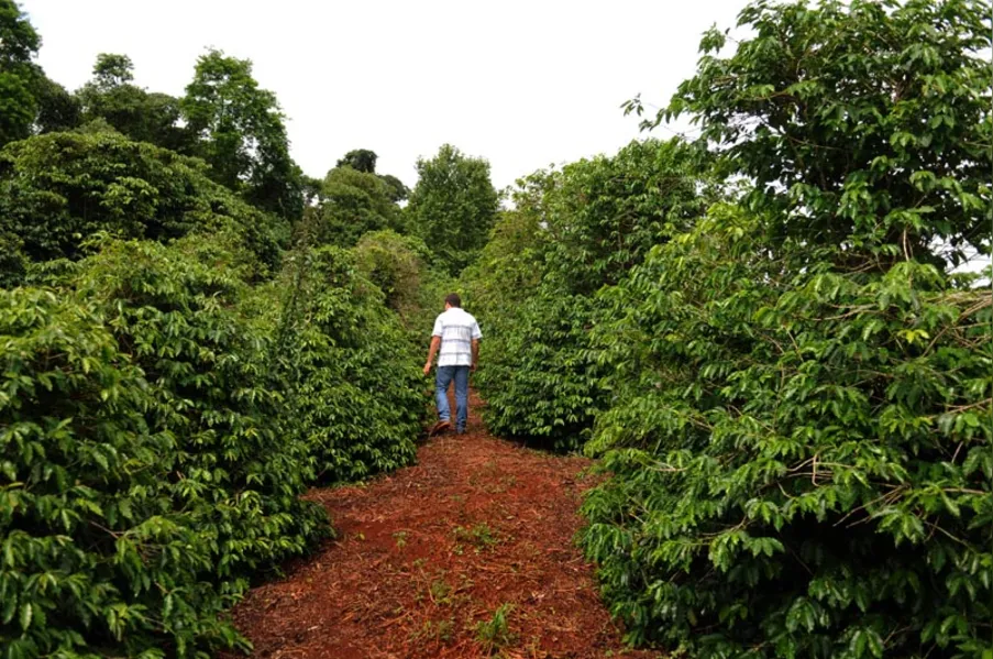 Café: o clima como inimigo ou aliado