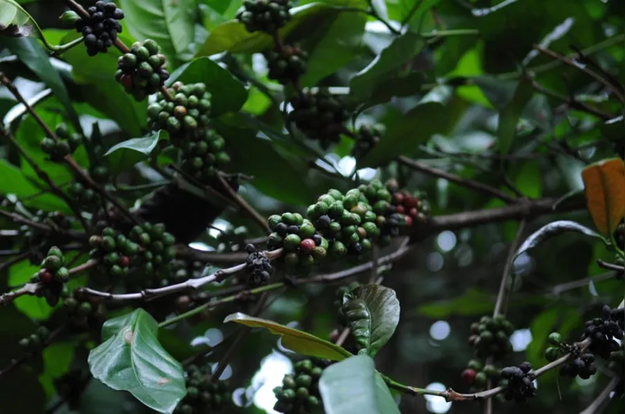 Café: o clima como inimigo ou aliado