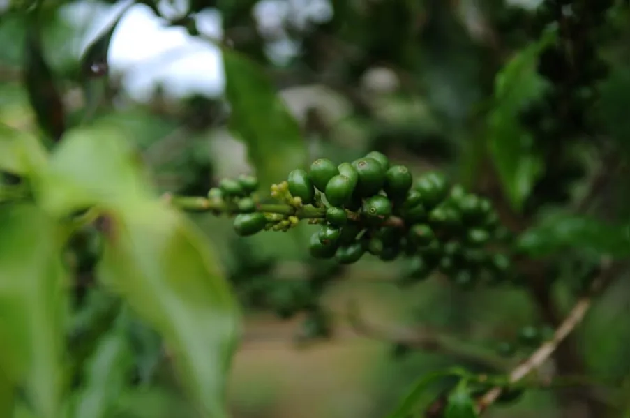 Café: o clima como inimigo ou aliado