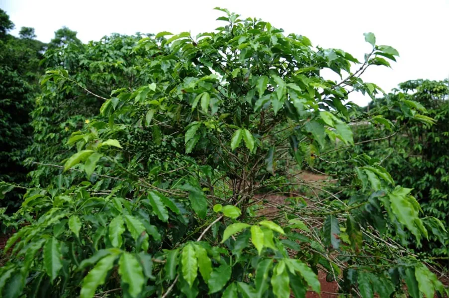 Café: o clima como inimigo ou aliado