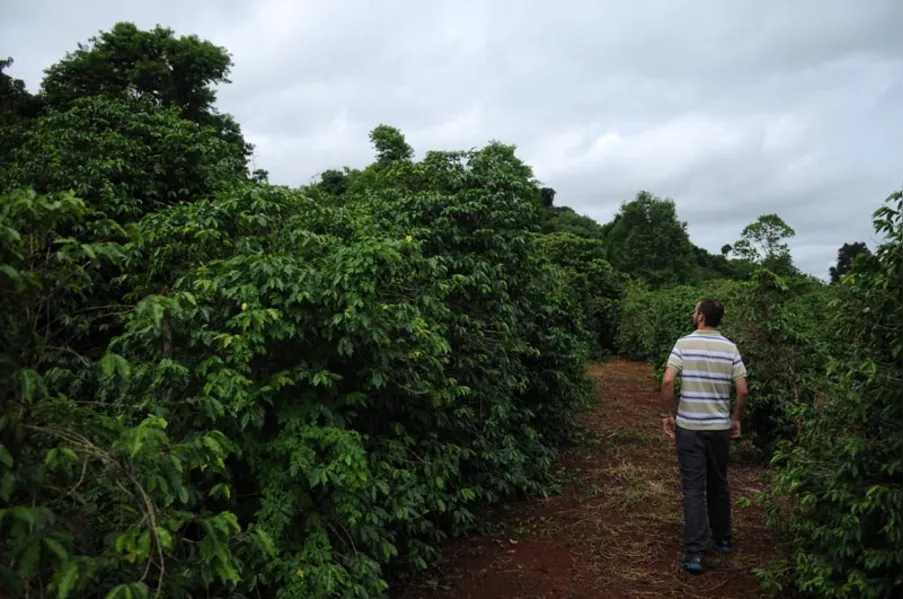 Café: o clima como inimigo ou aliado