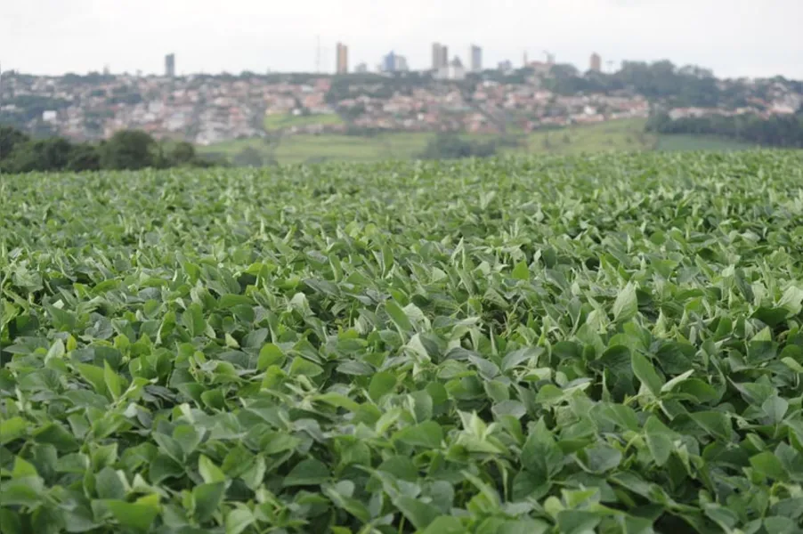 Soja não perde a majestade