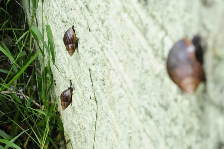 Caramujos africanos invadem bairro da zona norte