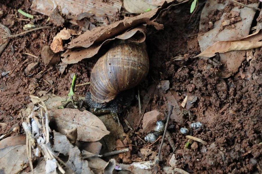 Caramujos africanos invadem bairro da zona norte