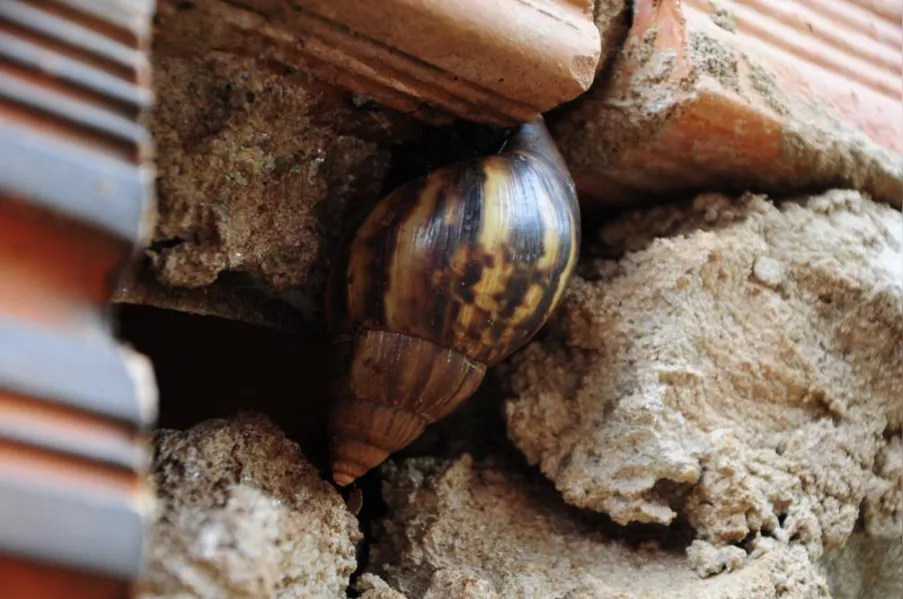 Caramujos africanos invadem bairro da zona norte