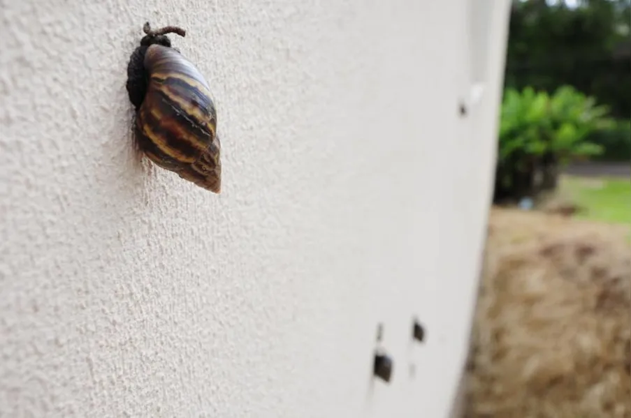 Caramujos africanos invadem bairro da zona norte