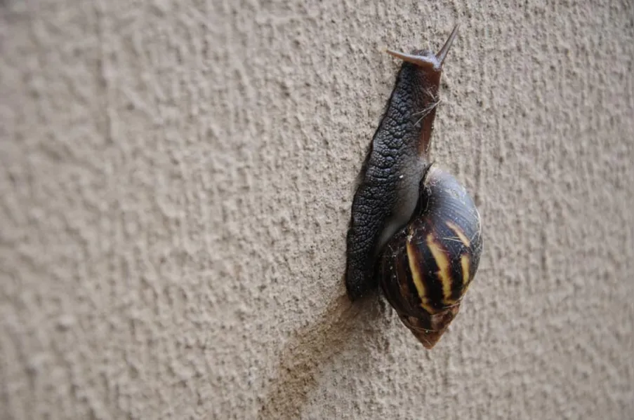 Caramujos africanos invadem bairro da zona norte