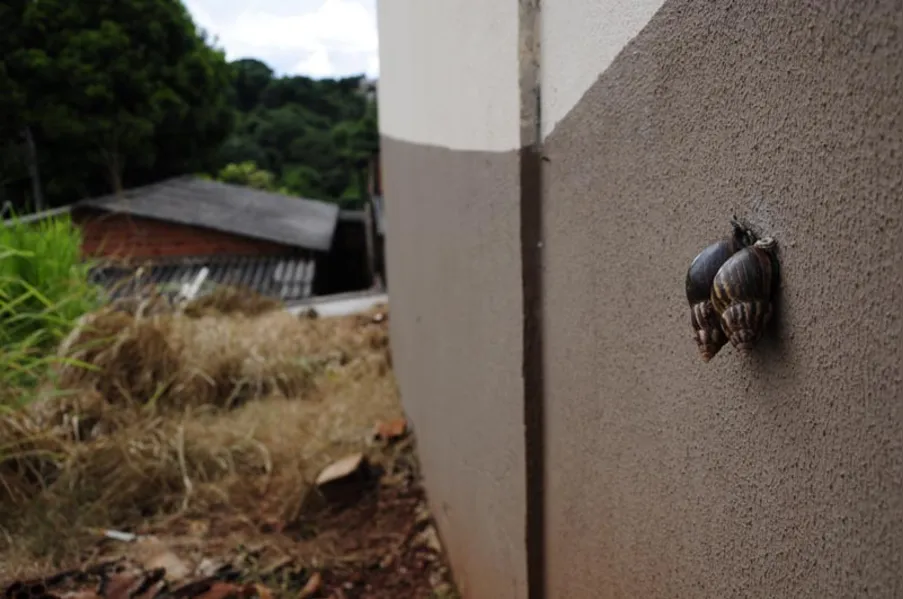 Caramujos africanos invadem bairro da zona norte