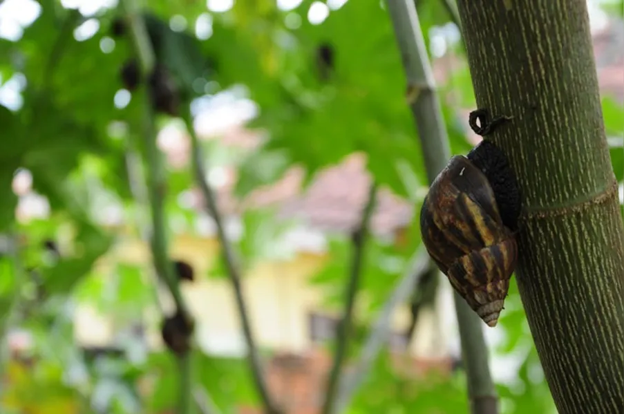 Caramujos africanos invadem bairro da zona norte