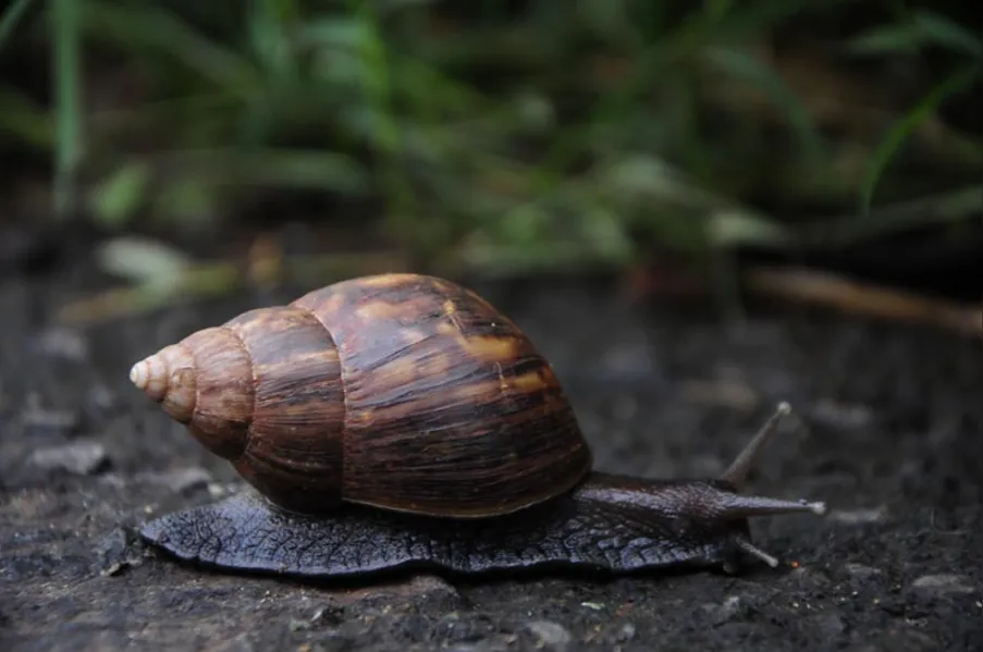 Caramujos africanos invadem bairro da zona norte