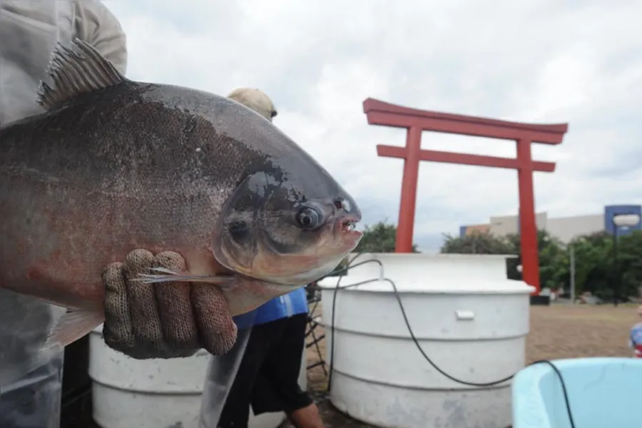 Aqui tem peixe para todo mundo