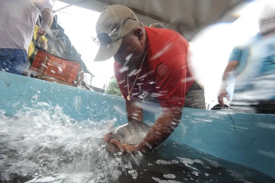 Aqui tem peixe para todo mundo
