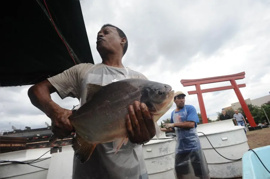 Aqui tem peixe para todo mundo