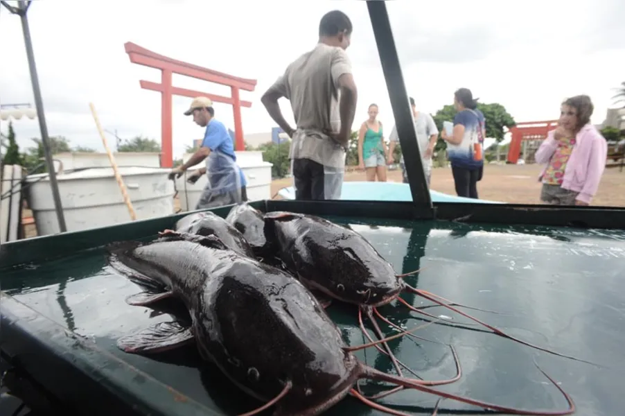 Aqui tem peixe para todo mundo