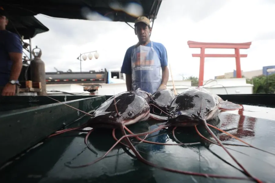 Aqui tem peixe para todo mundo