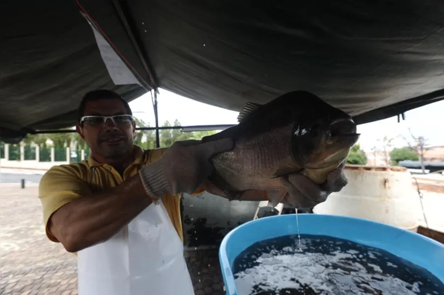 Aqui tem peixe para todo mundo