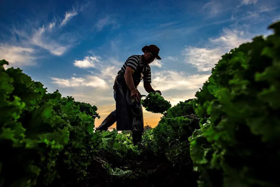 Imagens da Agricultura Paranaense 2016