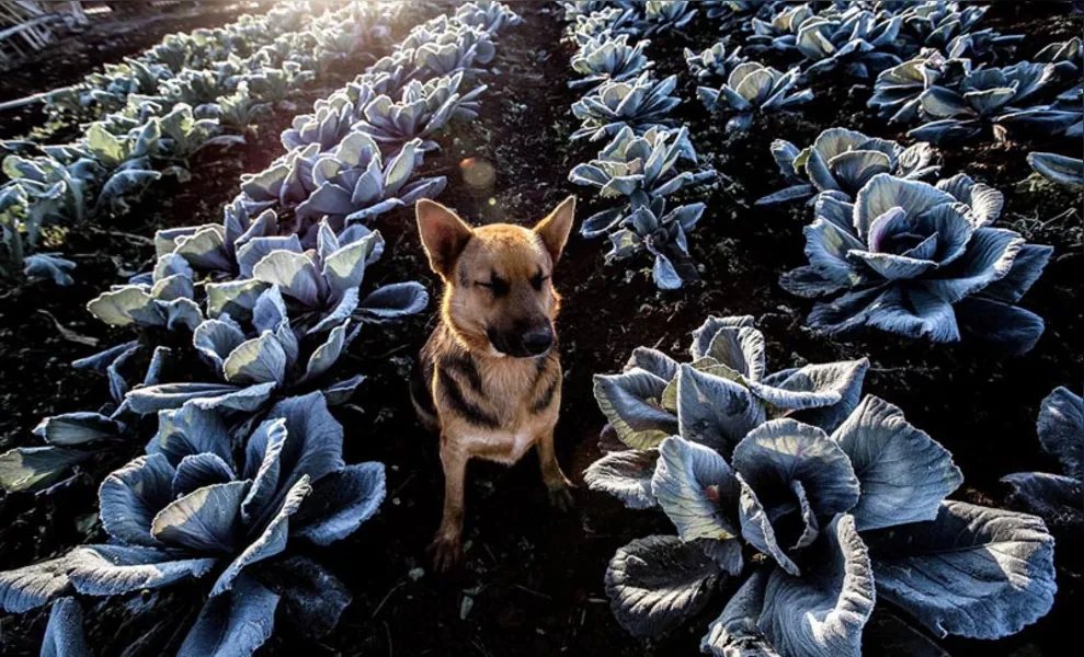 Imagens da Agricultura Paranaense 2016