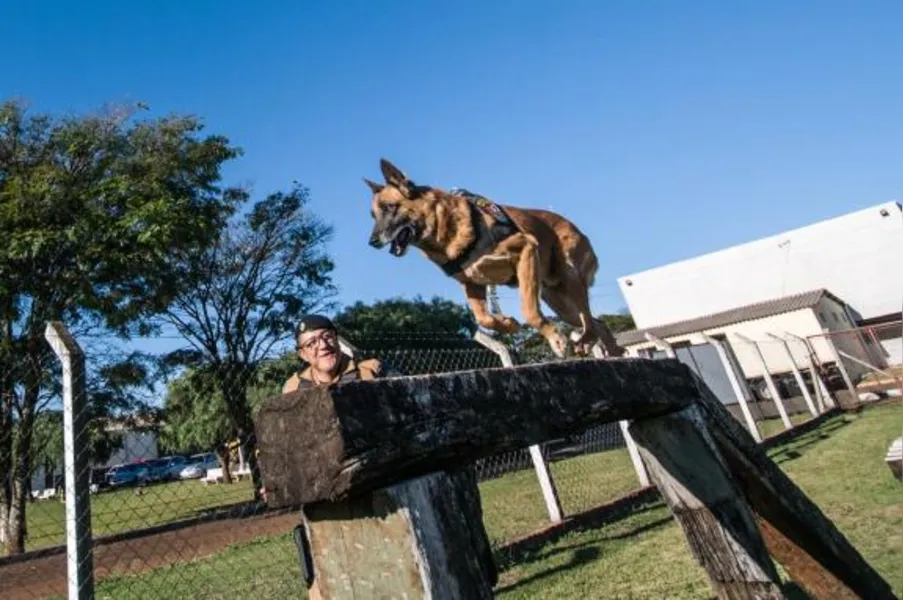 Choque Canil em Londrina tem equipe reduzida