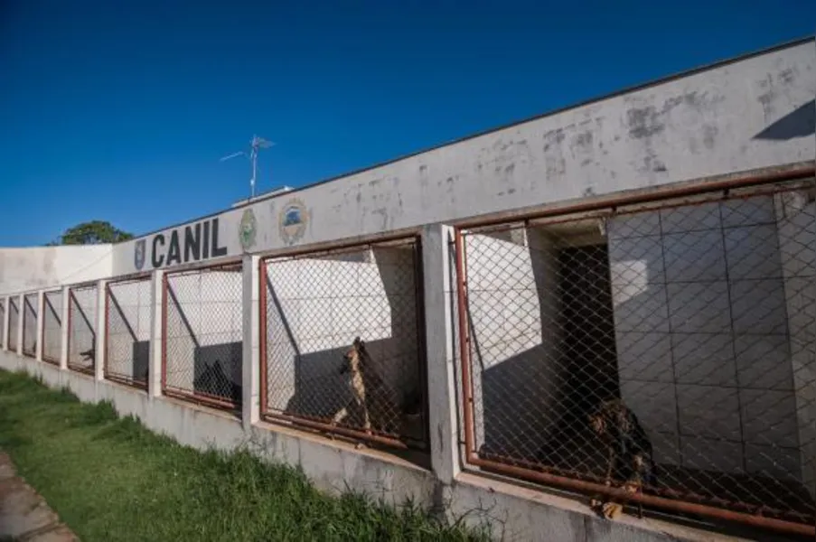 Choque Canil em Londrina tem equipe reduzida