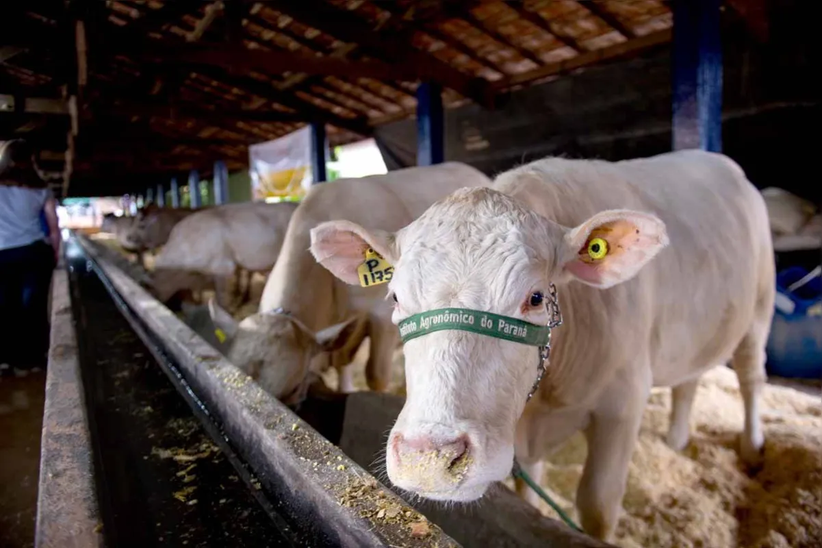 Feira recebeu oito exemplares de gado Purunã obtidos por meio de fertilização in vitro 