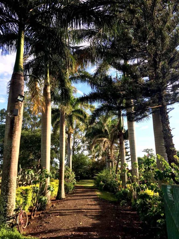 Frondosas palmeiras-imperiais abrem as portas do Resort Solar Águas do Ivaí aos apreciadores do turismo rural 