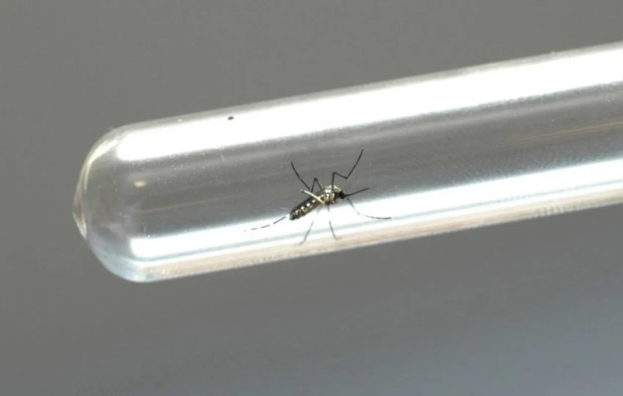 Imagem ilustrativa da imagem Secretaria de Saúde confirma duas mortes por dengue em Londrina