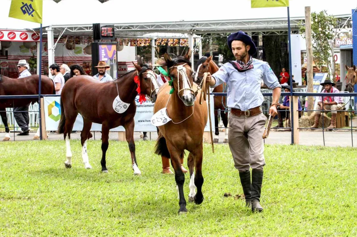 Paraná é destaque na criação do Cavalo Crioulo