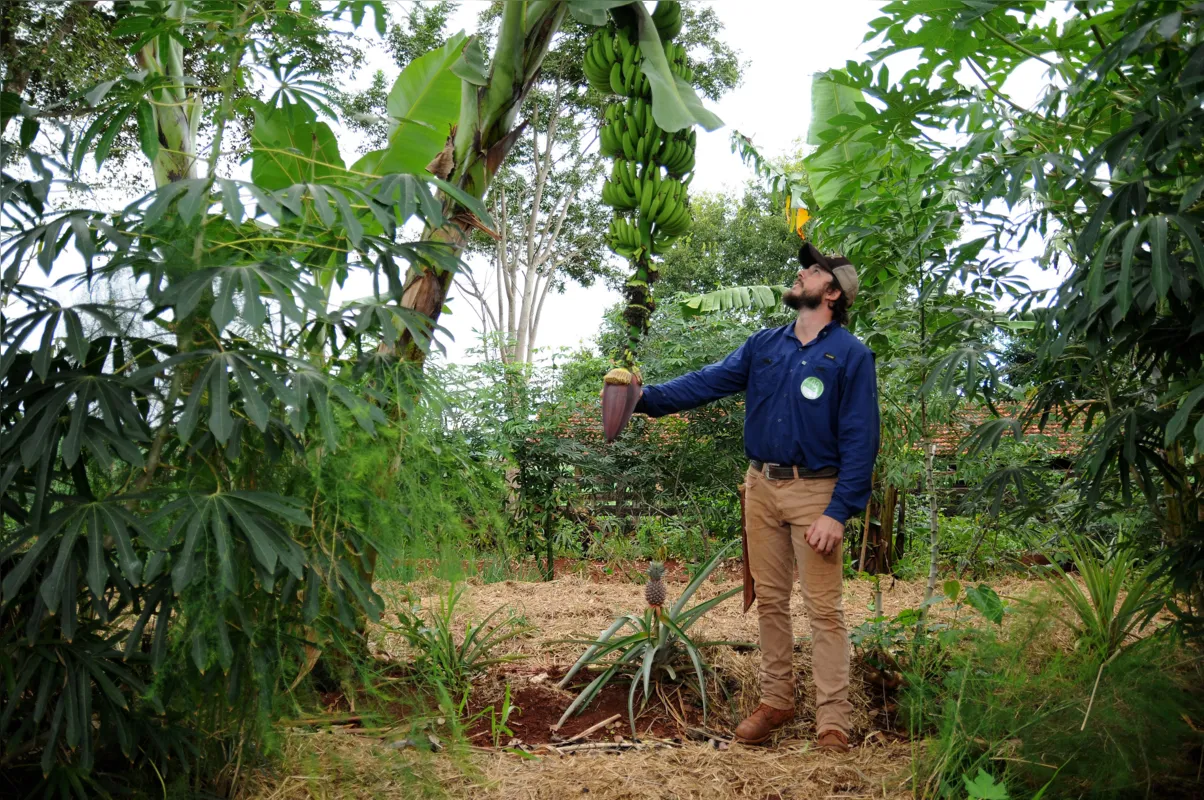 Bruno Pascuetto, 30, aposta no sistema de agrofloresta em uma propriedade em Cambé