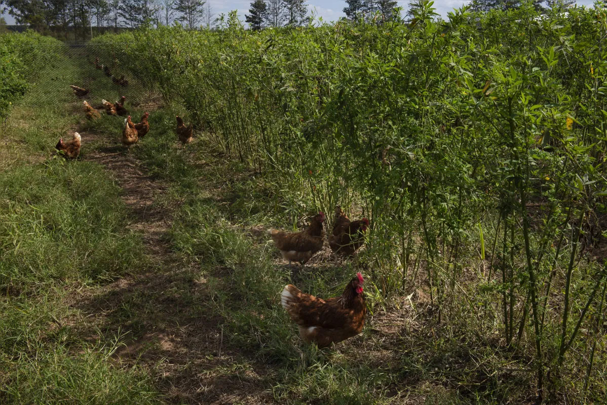 De olho no consumidor mais consciente, empresas e grandes varejistas têm se comprometido a comprar apenas ovos de galinhas livres, como ocorre na Fazenda Toca