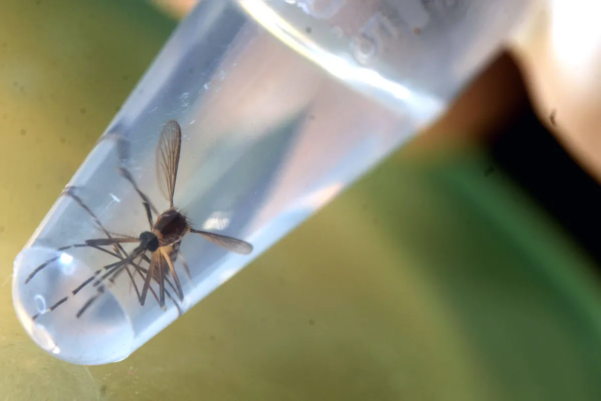 Imagem ilustrativa da imagem Ibiporã entra em
estado de alerta contra a dengue