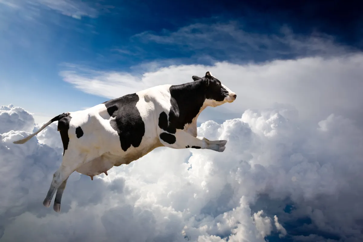 Imagem ilustrativa da imagem Tomás de Aquino e a vaca voadora