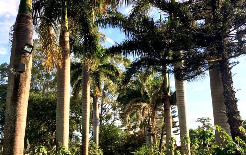 Frondosas palmeiras-imperiais abrem as portas do Resort Solar Águas do Ivaí aos apreciadores do turismo rural 