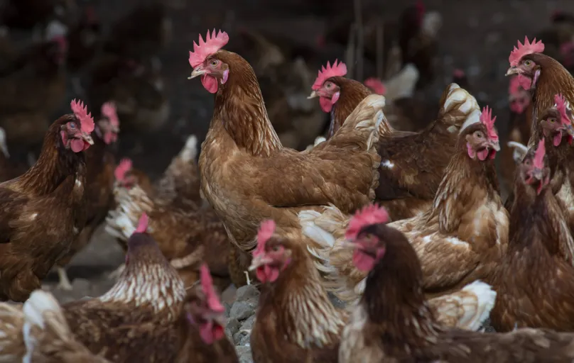 No comportamento natural, a galinha procura pelo alimento, cisca, gosta de empoleirar e colocar os ovos em local mais reservado