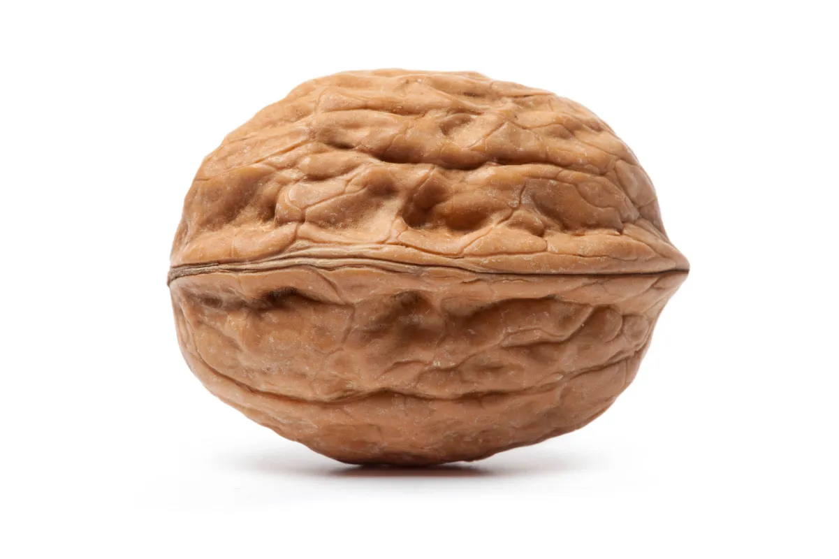 Imagem ilustrativa da imagem A democracia numa casca de noz